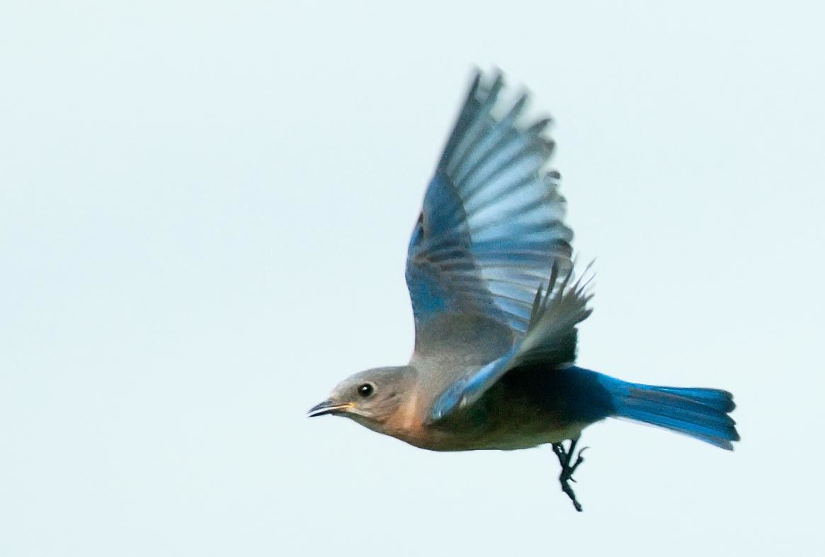 3 - BlueBrd6-1-10DS copy